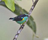 Yellow-tufted Dacnis