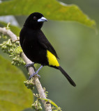 Lemon-rumped Tanager