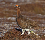 Red Grouse (male)