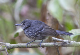 Jet Antbird (female)