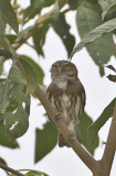 Pacific Pygmy Owl