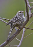 Fasciated Wren