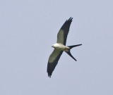 Swallow-tailed Kite