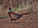 Pheasant Tentsmuir Forest