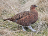 Red Grouse female