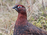 Red Grouse male