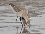 Black-tailed Godwit stealing from Knot