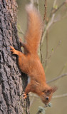 Red Squirrel