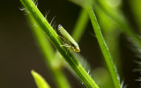 Leaf Hopper