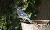 Blue Jay