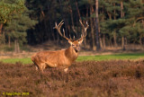 Edelhert / Red deer / Cervus elaphus