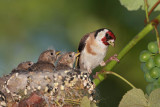 Goldfinch Carduelis carduelis liek_MG_4222-1.jpg