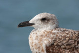 Yellow-legged gull Larus michahellis rumenonogi galeb_MG_9431-1.jpg