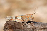 Blue-winged grasshopper Oedipoda caerulescens modrokrila peenka_MG_9597-1.jpg