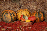 Pumpkins bu�e_MG_1604-1.jpg