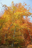 Beech in autumn bukev jeseni_MG_2948-1.jpg