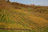 Vineyard vinograd_MG_3047-1.jpg