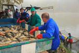 Sorting of fishes sortiranje rib_MG_3089-1.jpg