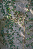 Ivy Hedera helix brljan_MG_1397-1.jpg