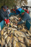 Sorting of fishes sortiranje rib_MG_3081-1.jpg