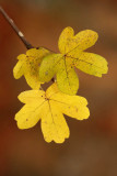 Maple leafs javorjevi listi_MG_1336-1.jpg