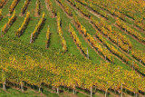 Vineyard vinograd_MG_1136-1.jpg