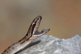 Smooth snake Coronella austriaca smokulja_MG_1609-1.jpg