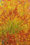 Beech in autumn bukev jeseni_MG_2955-1.jpg