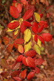 Autumn bramble jesenska robida_MG_7992-1.jpg