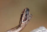 Smooth snake Coronella austriaca smokulja_MG_1617-11.jpg