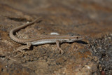 Oliviers sand lizard  Mesalina olivieri_MG_5116-11.jpg