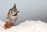 Crested tit Lophophanes cristatus opasta sinica_MG_4609-11.jpg