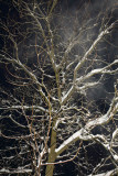 Winter haze zimska meglica _MG_6348-11.jpg