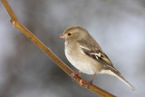 Chaffinch Fringilla coelebs inkavec_MG_5560-11.jpg