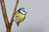 Blue tit Cyanistes caeruleus plavek_MG_5732-11.jpg