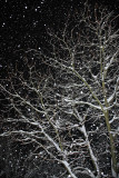 Snowing sneenje_MG_6367-11.jpg