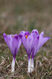 Spring crocus Crocus vernus vernus pomladanski afran_MG_8061-11.jpg