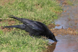 Carrion crow Corvus corone rna vrana_MG_9479-11.jpg