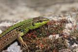 Italian wall lizard Podarcis siculus primorska kuarica_MG_8954-11.jpg