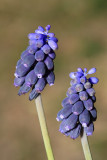 Grape hyacinth Muscari neglectum grozdasta hru�ica_MG_8991-11.jpg