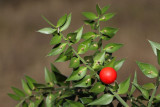 Butchers broom Ruscus aculeatus bodea lobodika_MG_9069-11.jpg