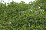 Grey heron Ardea cinerea siva čaplja_MG_0929-1.jpg