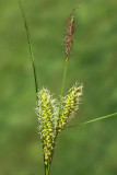 Blister sedge Carex vesicaria mehurjasti a_MG_0284-11.jpg