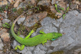 Western green lizard Lacerta bilineata zahodnoevropski zelenec_MG_2548-11.jpg