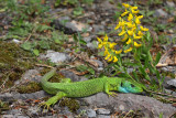 Western green lizard Lacerta bilineata zahodnoevropski zelenec_MG_2582-11.jpg