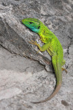 Western green lizard Lacerta bilineata zahodnoevropski zelenec_MG_2629-11.jpg
