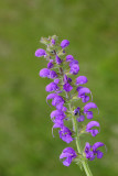 Meadow clary Salvia pratensis travnika kadulja_MG_0058-11.jpg