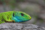 Western green lizard Lacerta bilineata zahodnoevropski zelenec_MG_2514-11.jpg