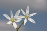 Grass lily Ornithogalum umbellatum kobulasto ptije mleko_MG_1907-11.jpg