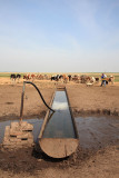 Drinking trough napajalie_MG_9952-11.jpg